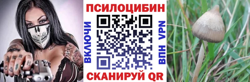 Галлюциногенные грибы Psilocybine cubensis  Купить где  Кировск 